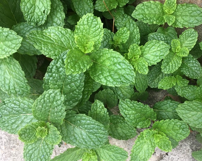 自制薄荷茶叶