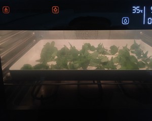 自制薄荷茶叶