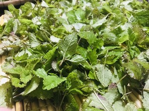浓郁的艾草薄荷膏