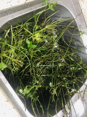 浓郁的艾草薄荷膏