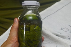 消灭疯长的薄荷之自制花露水