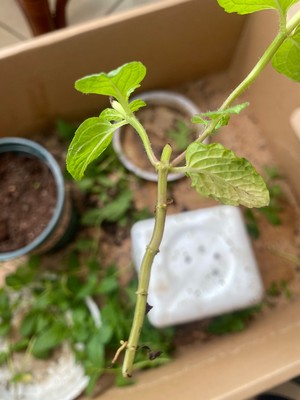 阳台种薄荷（有手就行）
