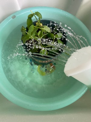 阳台种薄荷（有手就行）
