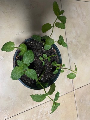 阳台种薄荷（有手就行）