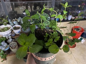 阳台种薄荷（有手就行）
