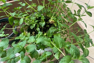 阳台种薄荷（有手就行）