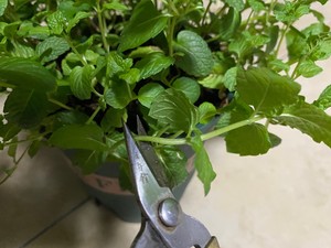 阳台种薄荷（有手就行）