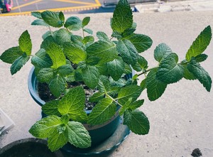 阳台种薄荷（有手就行）