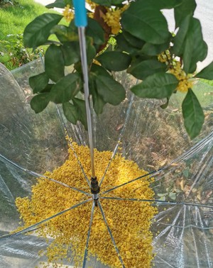 自制桂花蜜