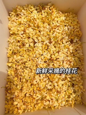 奶奶教我做的桂花蜜 满屋飘香 一次就成功了
