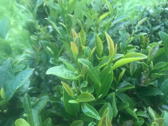 清远农家擂茶叶的制作方法