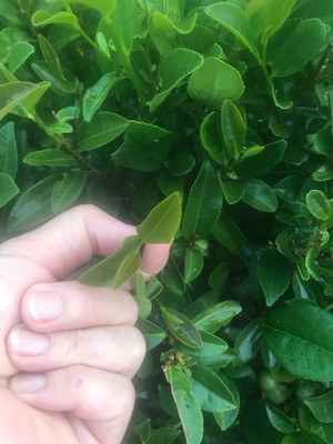 清远农家擂茶叶的制作方法