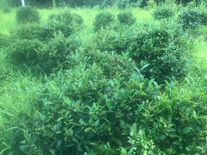 清远农家擂茶叶的制作方法