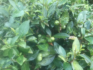 清远农家擂茶叶的制作方法