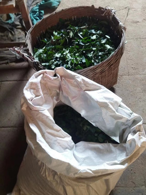 清远农家擂茶叶的制作方法