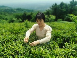 茶叶炒鸡蛋