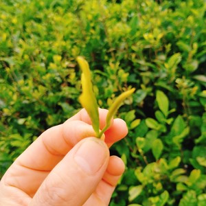 茶叶炒鸡蛋