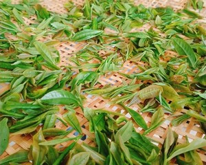 茶叶炒鸡蛋