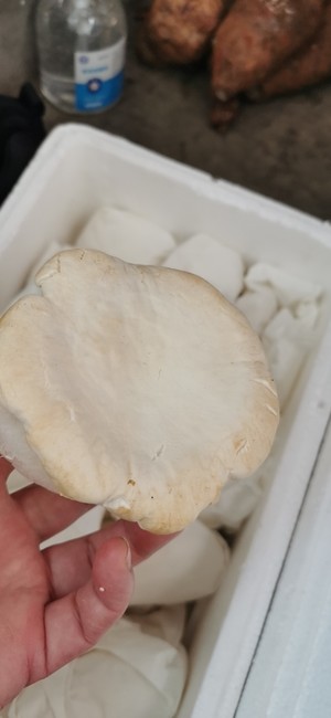 鲍汁白灵菇
