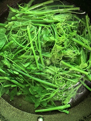 龙须菜