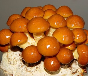 滑菇牛肉羹