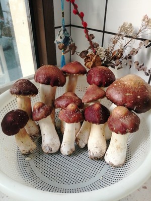 姬松茸的正确打开方式