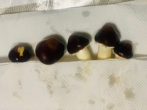 姬松茸的保存