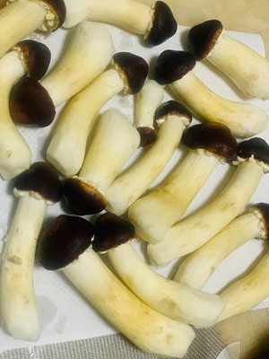 姬松茸的保存
