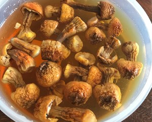 强身健体，提高免疫力 【姬松茸虫草花鸡汤】