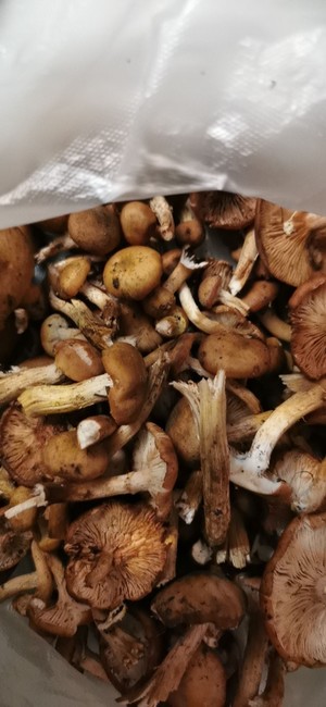 味道极鲜的素炖山榛蘑（小鸡都不配当配角）