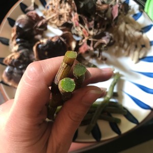 金线莲灵芝护肝汤