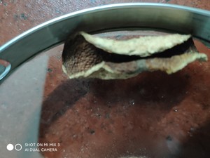 灵芝茶