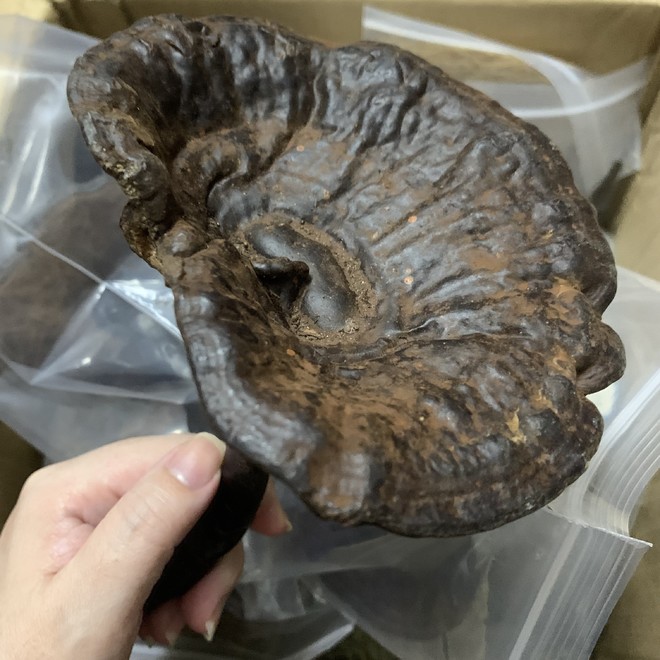 野生灵芝水