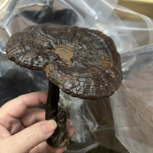 野生灵芝水