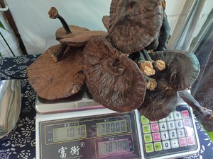 野生灵芝水