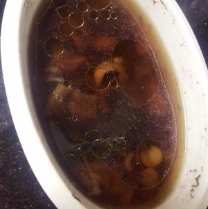 灵芝炖鸡