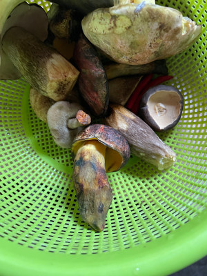 炒牛肝菌