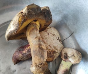 牛肝菌焖饭（含菌子处理）