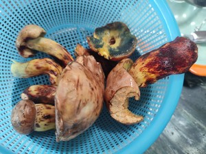 牛肝菌焖饭（含菌子处理）