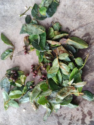 牛肝菌焖饭（含菌子处理）