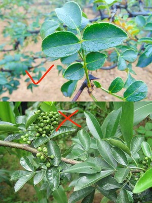 牛肝菌焖饭（含菌子处理）