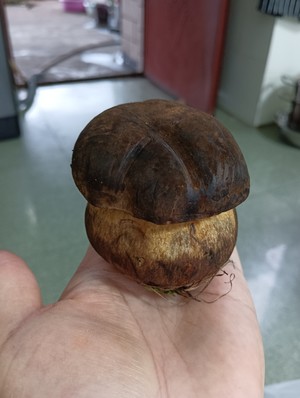 炒黑牛肝菌