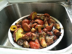 青椒牛肝菌（红见手青）