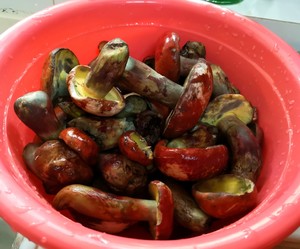 青椒牛肝菌（红见手青）