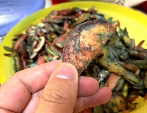 青椒牛肝菌（红见手青）