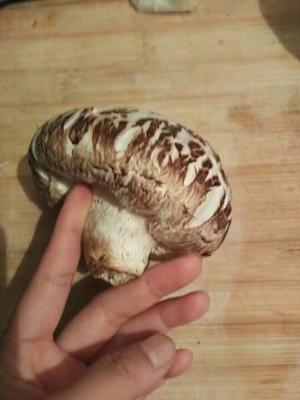 花菇炒肉