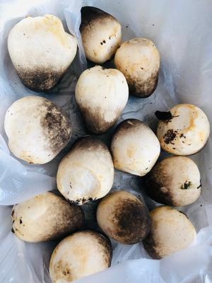 草菇素汤