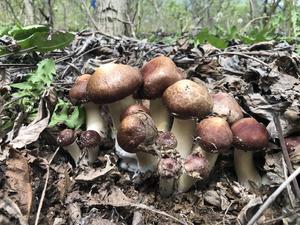 家常清炒赤松茸