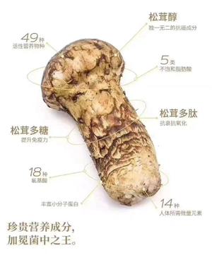 松茸吃法大全