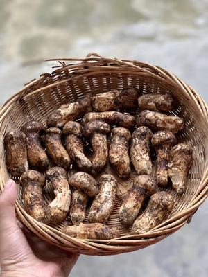 野生松茸炖鸡汤